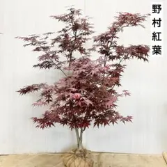 現品一点物 もみじ大苗4点セット 人気品種 接木苗 現品一点物 もみじ大苗4点セット 人気品種 接木苗 - メルカリ