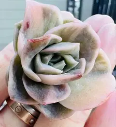 2026年最新】ラブリーローズ錦の人気アイテム - メルカリ