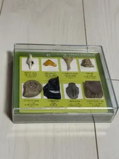 2025年最新】シダ植物化石の人気アイテム - メルカリ