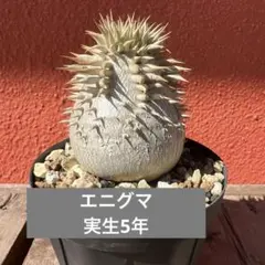 ♦︎特選株 コレクション パキポディウム エニグマチカム 実生5年 雪見
