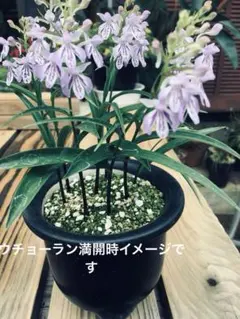 ウチョーラン　発芽球根　15〜20のサムネイル