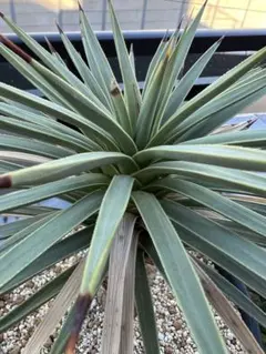 2026年最新】ブレビフォリア ユッカの人気アイテム - メルカリ