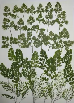 押し葉　2種類　№274