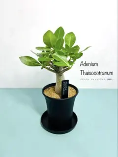 アデニウム タイソコトラナム □鉢植え□ 塊根植物 そのまま飾れる
