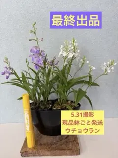 ウチョウラン　ミックス10株以上 現品鉢ごと発送のサムネイル
