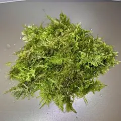 南米ウィローモス 水草 無農薬 トリミングのサムネイル