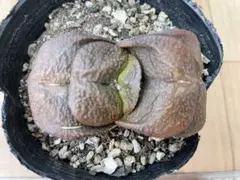 アルマジロコーヒー様 リクエスト 2点 まとめ商品