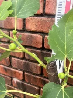 イチジク苗木 日本種 ホウライシ 豊産性 実付き苗 家庭菜園 超極太幹のサムネイル