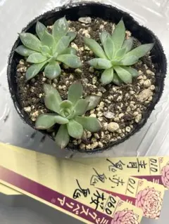 3号鉢　桜鬼　札付きポットごとメルカリ便おらいさん苗ミックスベリア 2025年最新】ミックスベリア 桜鬼の人気アイテム - メルカリ