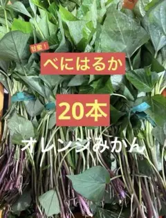 2026年最新】ふくむらさき 苗の人気アイテム - メルカリ