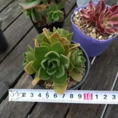 紫月様 リクエスト 2点 まとめ商品