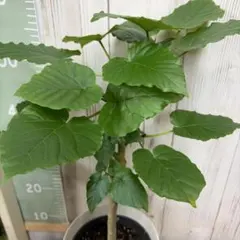 OJISAN CAMP様 リクエスト 3点 まとめ商品