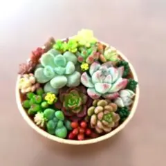 多肉植物 詰め合わせセット カット苗セット