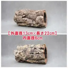 2026年最新】コルク樹皮 キャノンの人気アイテム - メルカリ
