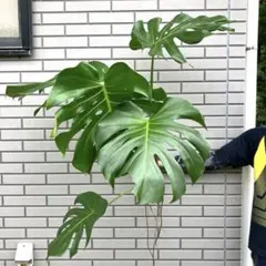 300円スタート』 モンステラ デリシオーサ 観葉植物 高さ130センチ