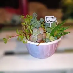 多肉植物アレンジメント ❤カット苗＆根付き❤ 《NO.2》のサムネイル