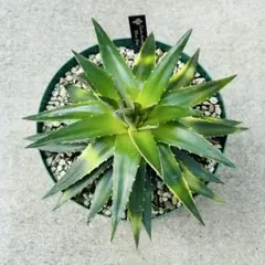 2026年最新】品種名：ブロメリア・ディッキア 観葉植物 ブロメリア