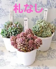 【札付き】プリチワ　ぼのぼのさん苗　ポットごと発送 札付き】プリチワ ぼのぼのさん苗 ポットごと発送 札付き