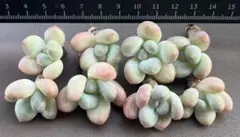 多肉植物　韓国苗　アメジスチヌム　抜き苗のサムネイル