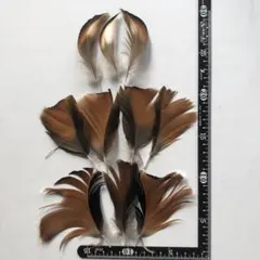 Item thumbnail for item adcabbbe-b071-4726-b8eb-b9fed6193296