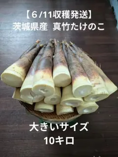 【６/11収穫発送】茨城県産 真竹たけのこ 大きいサイズ10キロのサムネイル