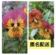 20粒＋α✨タイガーアイ風✨ビオラ✨種子✨匿名配送のサムネイル