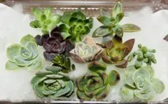 多肉植物　エケベリア　韓国苗　カット苗　寄せ植えセット　多肉植物　ワンコイン