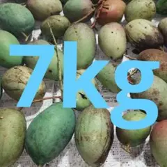 ☆大きいサイズ☆宮崎県産摘果マンゴー5kg 青マンゴーグリーンマンゴー