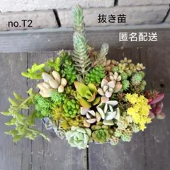 そのまま飾れる多肉植物寄せ植え カップ&ミニセット 管理書付き - メルカリ