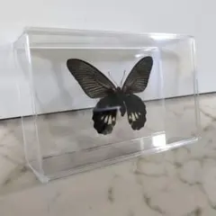 2026年最新】ナガサキアゲハ標本の人気アイテム - メルカリ