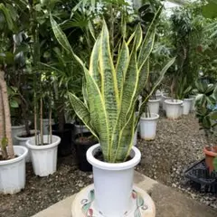 【特級品】サンスベリア ローレンチー 7号鉢 特大極上苗 複数植え 発根済みのサムネイル