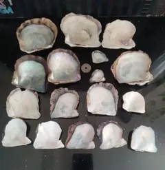 【天然】アコヤ貝 貝殻 17枚セット（ビーチコーミング採集）