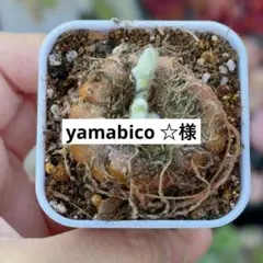 yamabico ☆様　専用