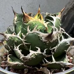 2025年最新】アガベ追星の人気アイテム - メルカリ