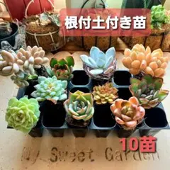 k*i様 B308-3×105苗女雛錦 土付き 多肉植物 エケベリア サボテン 多肉植物 女雛錦 新入荷 | るる農園~多肉植物専門