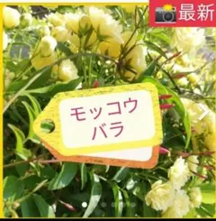 かなぶん様 リクエスト 2点 まとめ商品