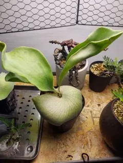 2025年最新】ヒーリーの人気アイテム - メルカリ