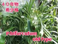 格好良くて育てやすい　ビフルカッムcv.オールド　希少株原種　株分け品 格好良くて育てやすい ビフルカッムcv.オールド 希少株原種 株分け品