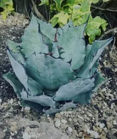 2025年最新】チタノタ ブルーグローの人気アイテム - メルカリ