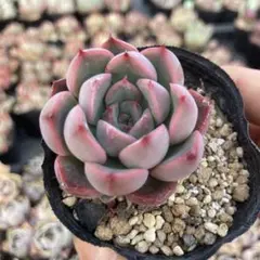 多肉植物 ロウルサンコ苗♡抜き苗セット - メルカリ