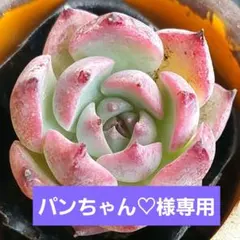 パンちゃん♡様 リクエスト 2点 まとめ商品