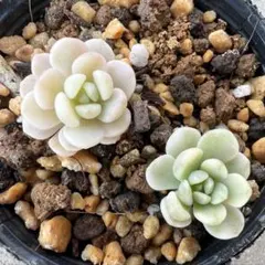 2026年最新】古都の 小桃いろはの人気アイテム - メルカリ