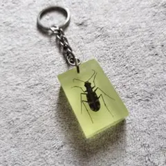 昆虫標本 キーホルダー ハンミョウのサムネイル