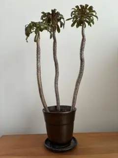 多肉植物 アエオニウム　黒法師　【3本セット】のサムネイル