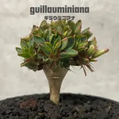 ギラウミニアナ現地球 プラ鉢ごと メルカリ便発送 ギラウミニアナ現地球 プラ鉢ごと メルカリ便発送