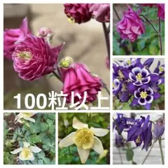 2026年最新】西洋オダマキの種の人気アイテム - メルカリ