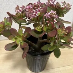 2025年最新】金のなる木 花月の人気アイテム - メルカリ