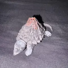 マウンテンタートルズ キラウエアカミツキガメ