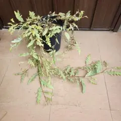 花付き○ グレビレア ストロベリーブロンド 鉢植え 苗 - メルカリ