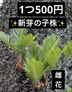 2026年最新】蘇轍の人気アイテム - メルカリ